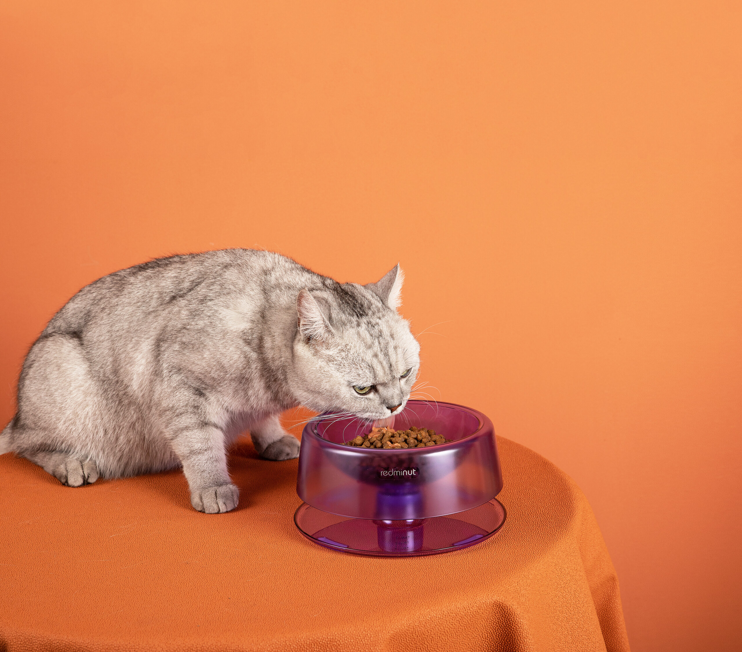 adjustable smart rail pet feeding bowl adjustable smart rail pet feeding bowl